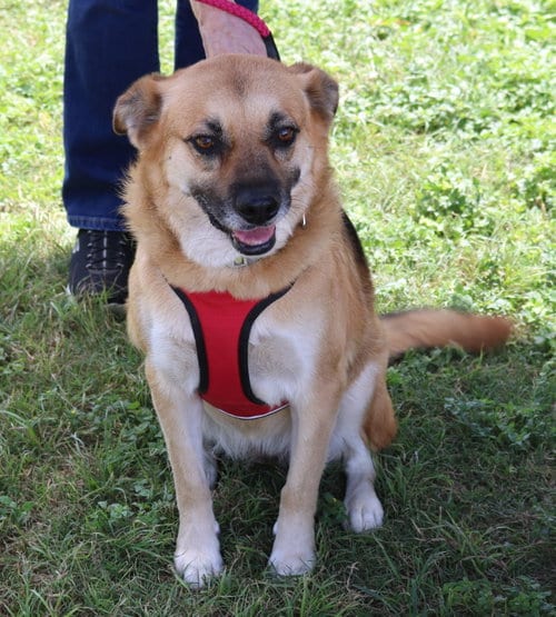 Photo of Sadie, adoptable Labrador Retriever in Bandera, Texas