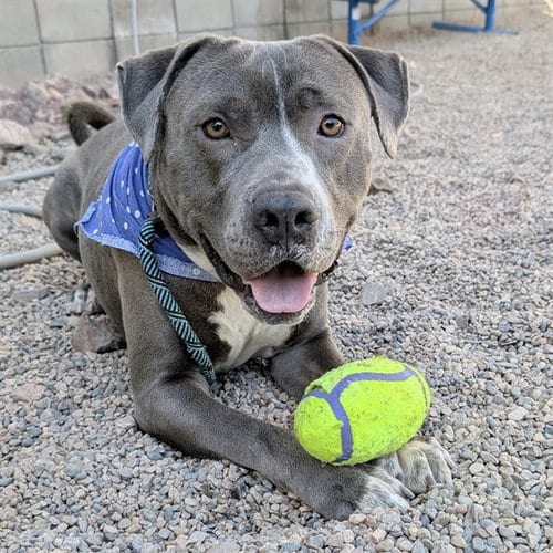 Photo of Zeeke, adoptable American Pit Bull Terrier in Mesa, Arizona