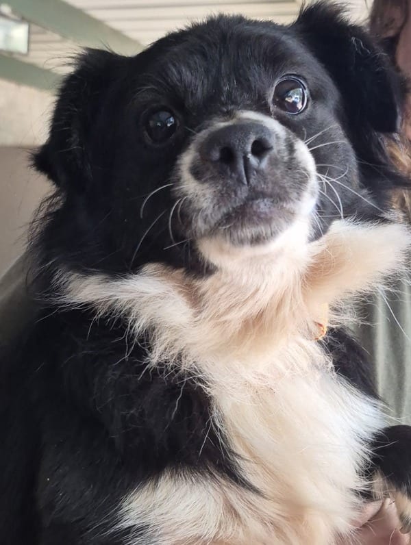 Photo of Castle, adoptable Australian Shepherd cross in Lawrenceville, Georgia