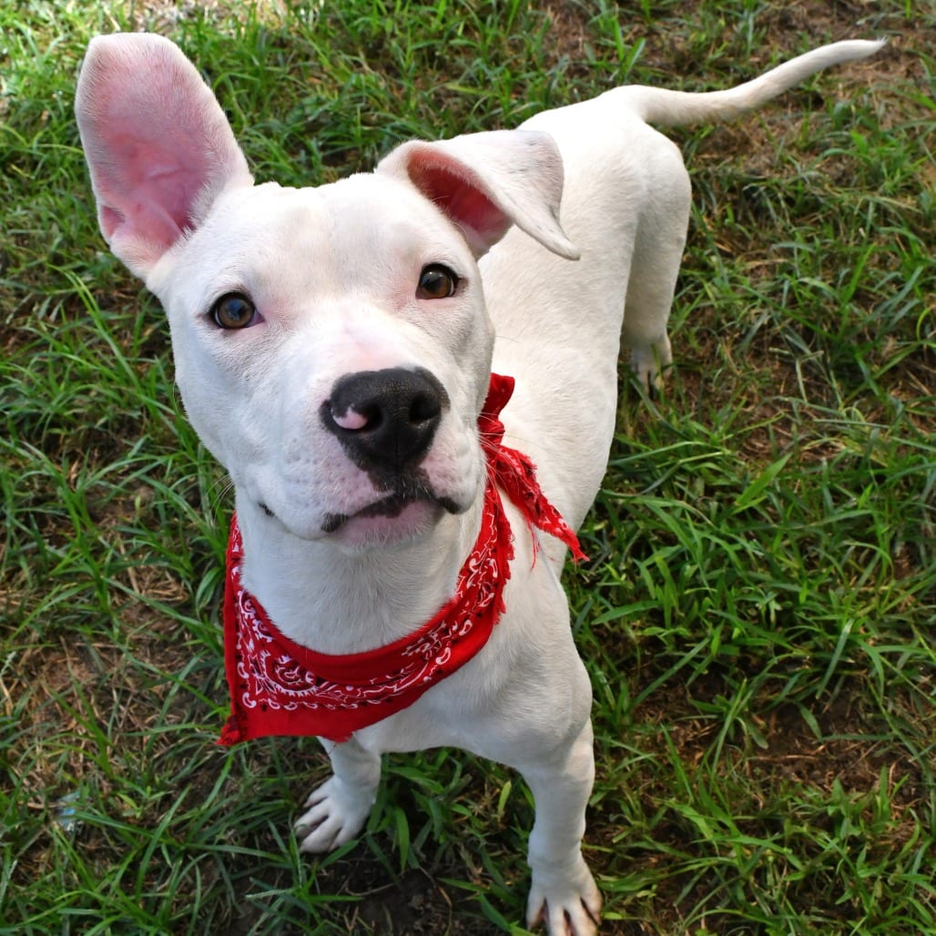 Photo of Sparky, adoptable Terrier, Pit Bull in Beaumont, Texas