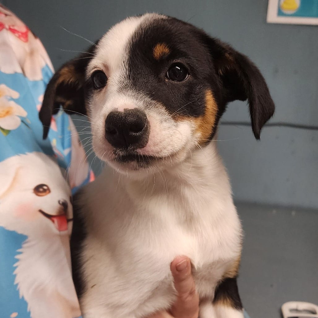 Photo of Cinnamon, adoptable Mixed Breed (Medium) in Colville, Washington