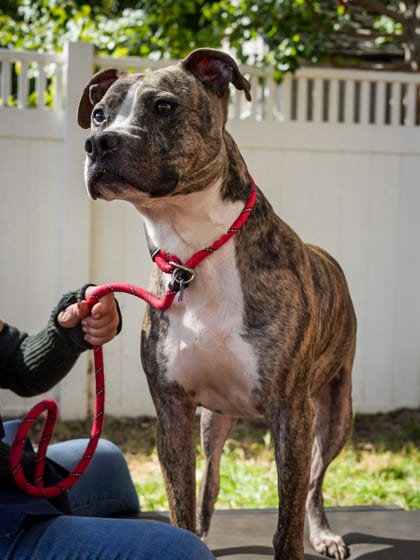 Photo of Jett, adoptable dog in Chamblee, Georgia