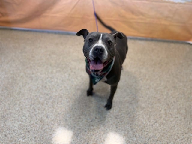 Photo of Tank, adoptable American Pit Bull Terrier in Miami, Florida