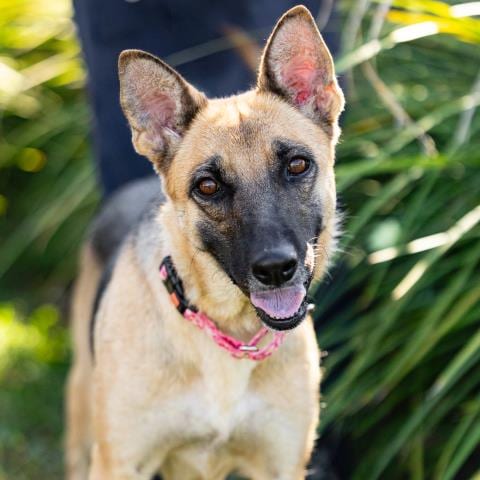 Photo of Hilda, adoptable German Shepherd Dog in Camarillo, California
