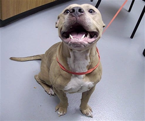 Photo of Zazu, adoptable Pit Bull Terrier in St. Cloud, Florida