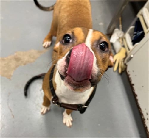 Photo of Tang, adoptable Pit Bull Terrier in Peoria, Illinois