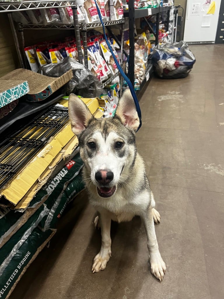 Photo of Reilly, adoptable Mixed Breed in Douglasville, Georgia
