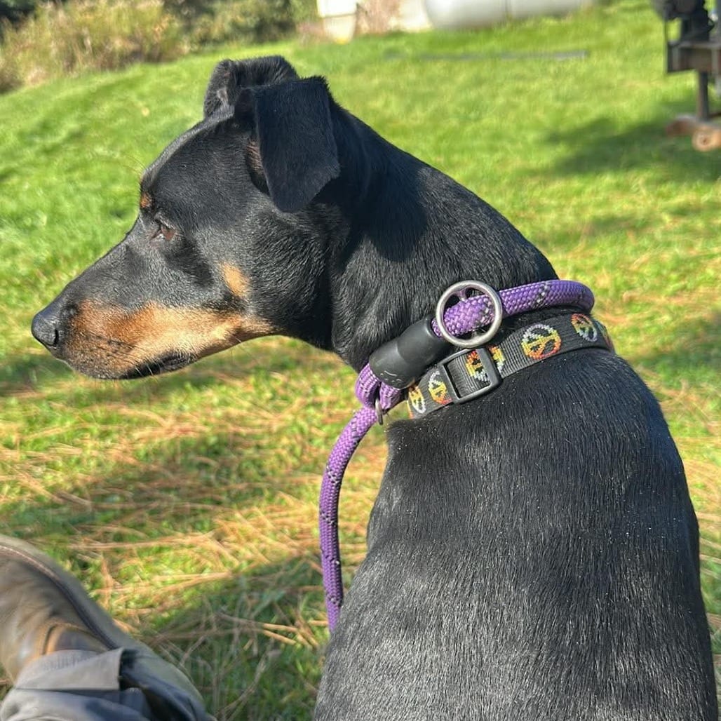 Photo of Penny, adoptable Pinscher, Doberman / Mixed Breed (Medium) in Northern Wisconsin, Wisconsin