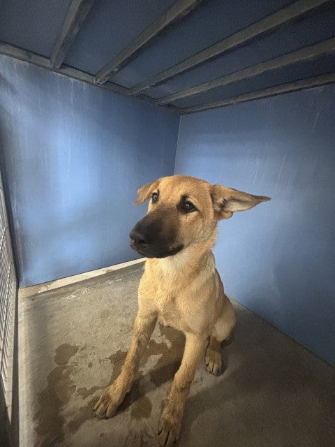 Photo of Judy, adoptable German Shepherd Dog in San Bernardino, California