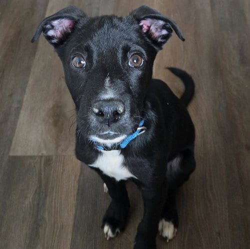 Photo of Chase, adoptable Pointer in San Antonio, Texas