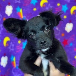 Photo of Crimson, adoptable Chihuahua Mixed Breed (Small) in Santa Maria, California