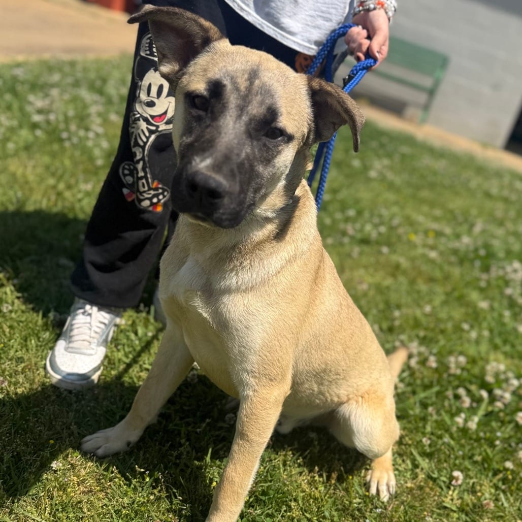 Photo of Cheech, adoptable Mixed Breed (Large) in Corinth, Mississippi