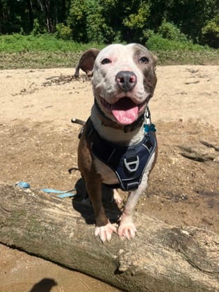 Photo of SweaterVest, adoptable dog in Chamblee, Georgia