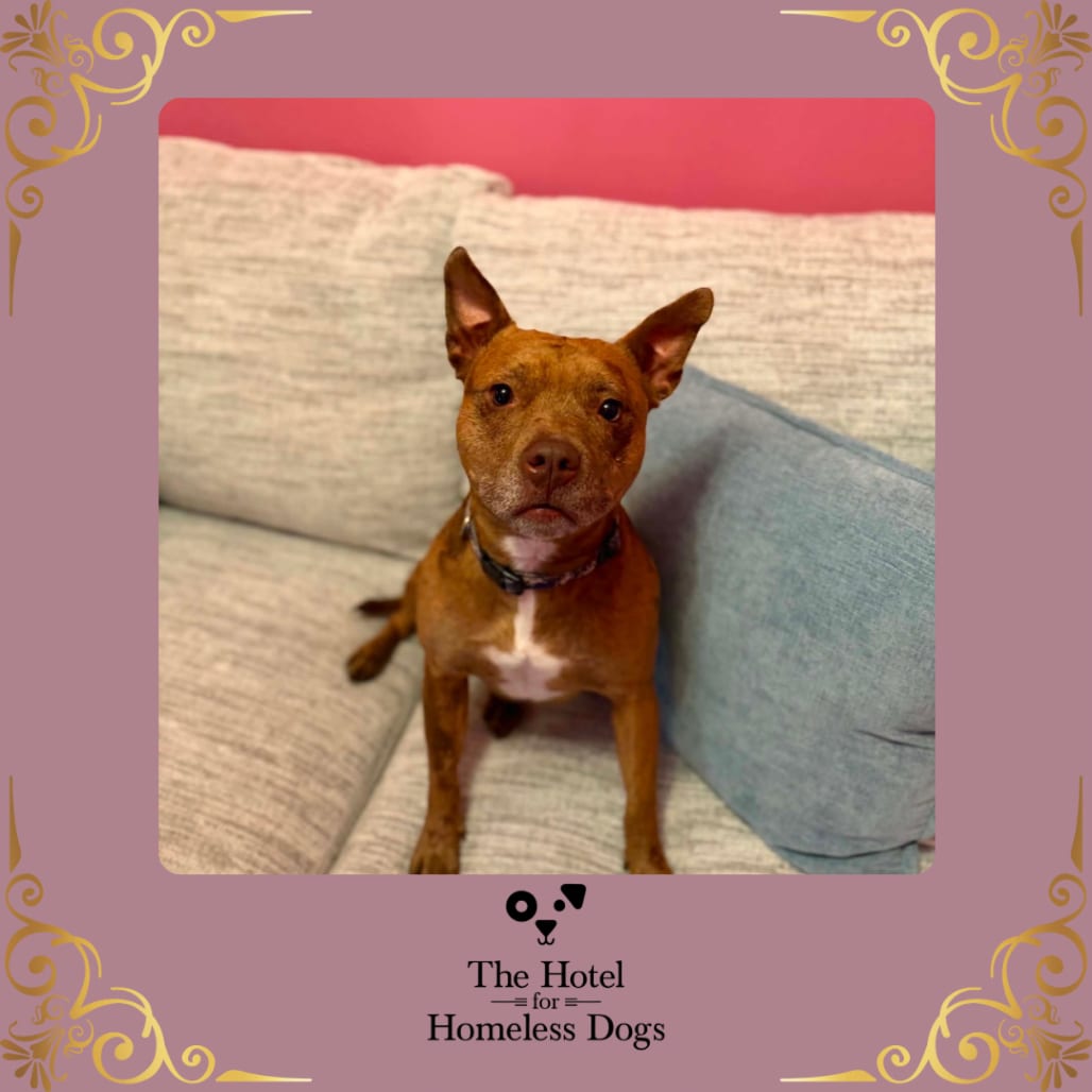Photo of Mabel, adoptable Cattle Dog / Terrier in Cumberland, Rhode Island