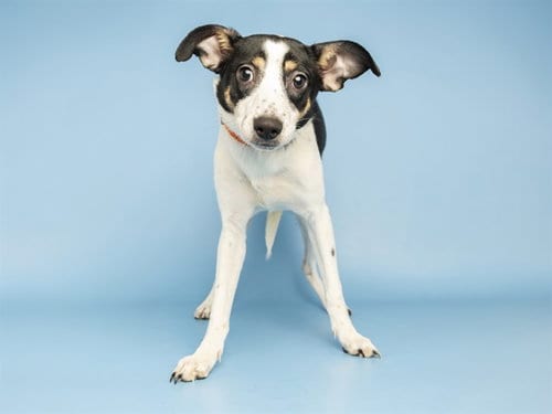 Photo of Butterfly, adoptable Chihuahua in Phoenix, Arizona