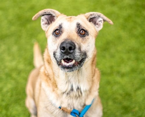 Photo of Honey Bear, adoptable German Shepherd Dog in San Jose, California