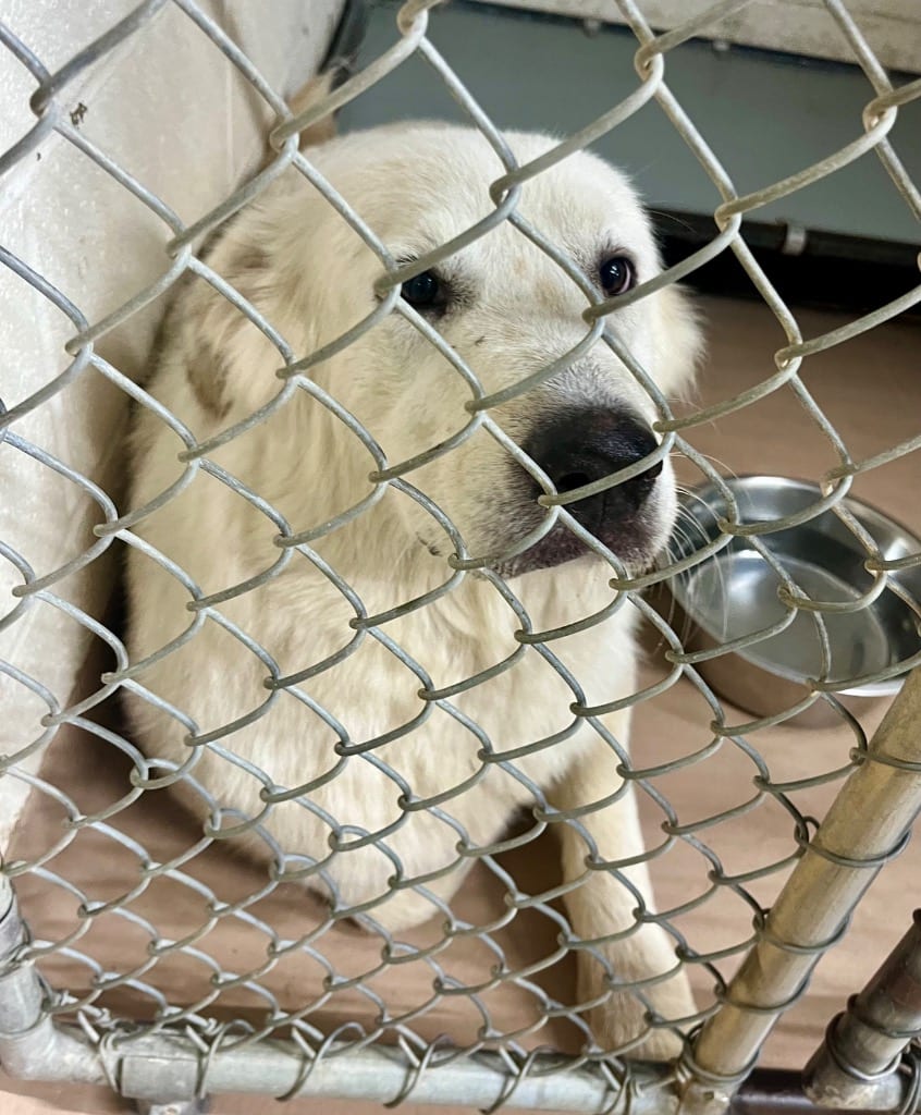 Photo of Dolly, adoptable Great Pyrenees in Nacogdoches, Texas