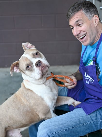 Photo of Eddie, adoptable dog in Chamblee, Georgia