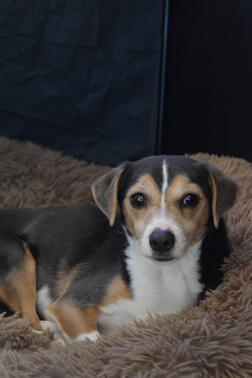 Photo of Cruiser-Tiny cutie, adoptable Beagle in Apple Valley, California