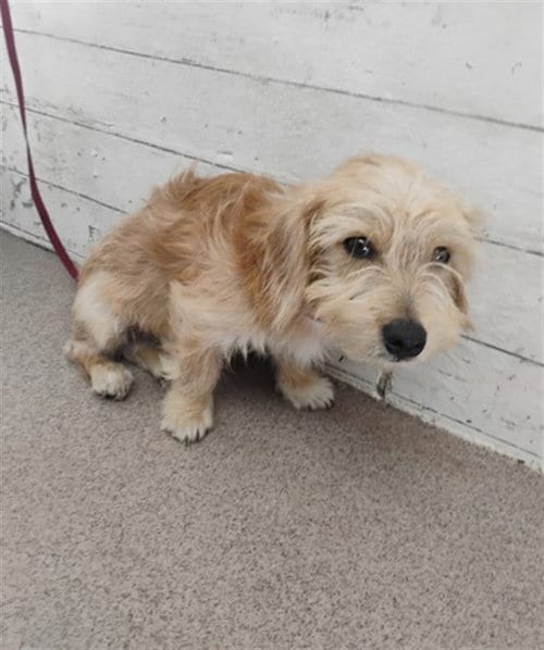 Photo of Snugglebutt, adoptable Terrier in San Bernardino, California