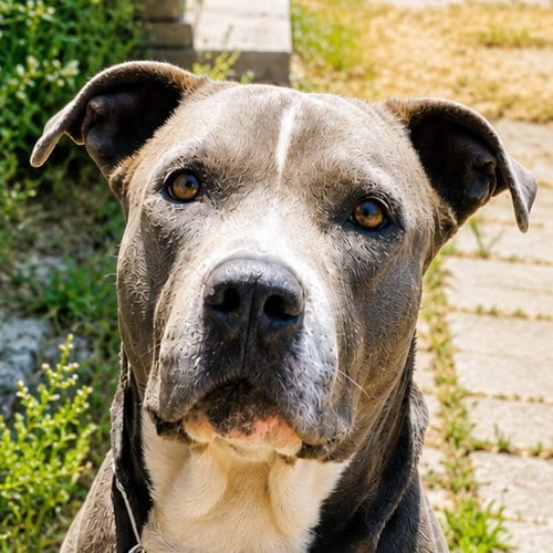 Photo of Hercules, adoptable American Staffordshire Terrier in Lake Forest, California