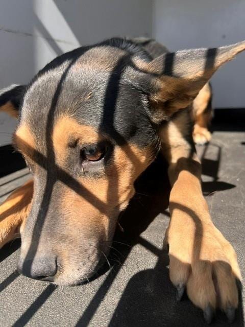 Photo of A171442, adoptable German Shepherd Dog in Bakersfield, California