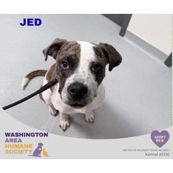 Photo of Jed, adoptable American Pit Bull Terrier in Eighty Four, Pennsylvania
