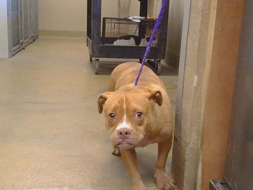 Photo of Chuckle, adoptable Pit Bull Terrier in Sacramento, California