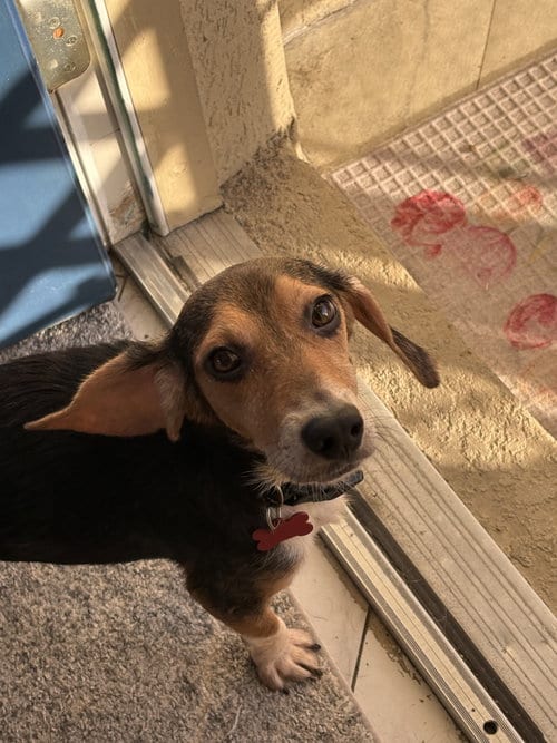 Photo of Squirt, adoptable Beagle in Tampa, Florida