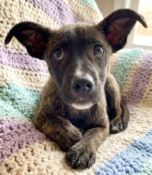 Photo of Jazzi, adoptable Catahoula Leopard Dog in Grovertown, Indiana