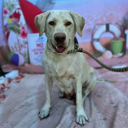 Photo of Catherine, adoptable Labrador Retriever in Long Beach, California
