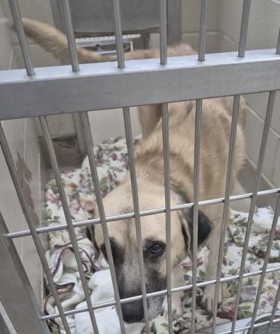 Photo of Moose, adoptable Anatolian Shepherd in Decatur, Illinois