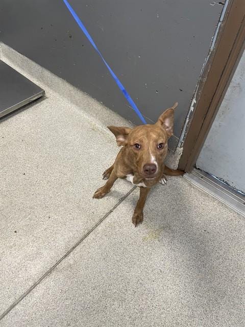 Photo of Yumi, adoptable Husky in Tallahassee, Florida