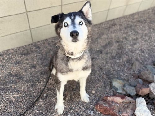 Photo of Lilly, adoptable Siberian Husky in Mesa, Arizona
