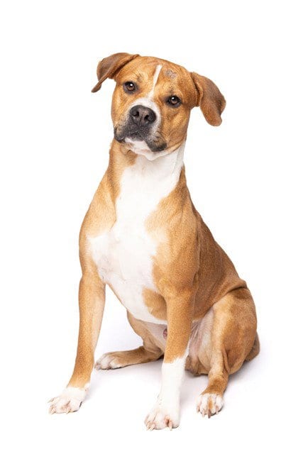 Photo of Miller, adoptable American Bulldog in Miami, Florida