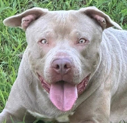 Photo of Mac, adoptable American Pit Bull Terrier in Carrollton, Georgia