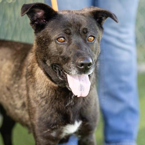 Photo of Yinny, adoptable German Shepherd Dog in Camarillo, California