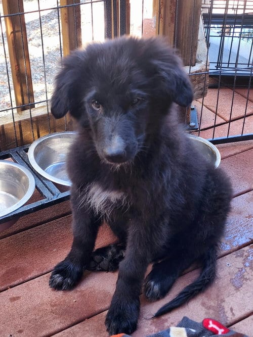 Photo of Mindy, adoptable Border Collie in Alta Loma, California