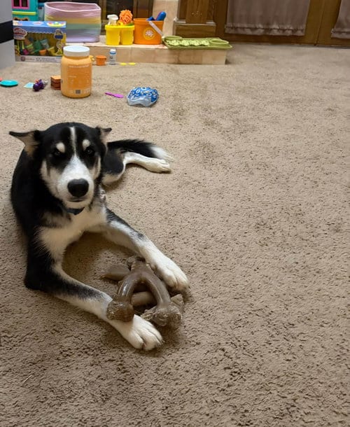 Photo of Cannoli, adoptable Siberian Husky in Carrollton, Texas