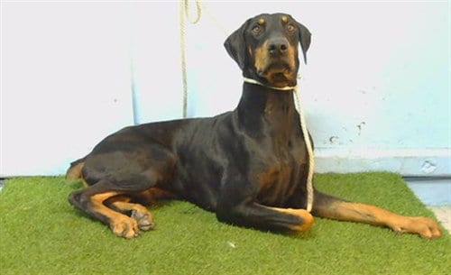 Photo of A5802025, adoptable Doberman Pinscher in Gardena, California