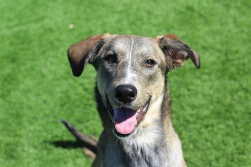 Photo of Misa, adoptable Siberian Husky in Grand Prairie, Texas