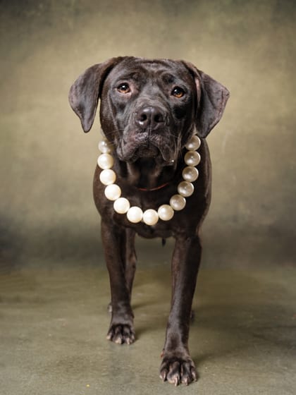 Photo of June Carter, adoptable dog in Atlanta, Georgia