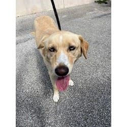 Photo of Avi, adoptable Labrador Retriever in Doral, Florida