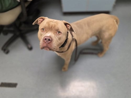 Photo of Moomba, adoptable American Pit Bull Terrier in Denver, Colorado