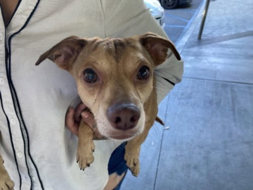 Photo of Jun, adoptable Chihuahua in Chatsworth, California