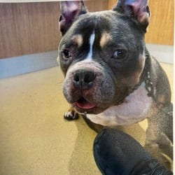 Photo of Thor 6006, adoptable American Bulldog in Loxahatchee, Florida