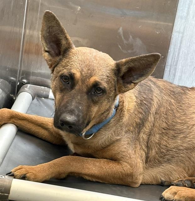 Photo of Claudia, adoptable Mixed Breed