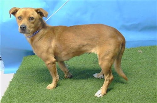 Photo of Sara, adoptable Terrier in Gardena, California