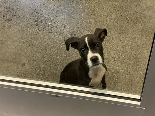 Photo of Ariel, adoptable American Pit Bull Terrier in Berkeley, California
