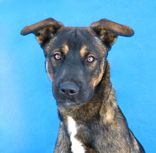 Photo of Bear, adoptable German Shepherd Dog in Pasadena, California